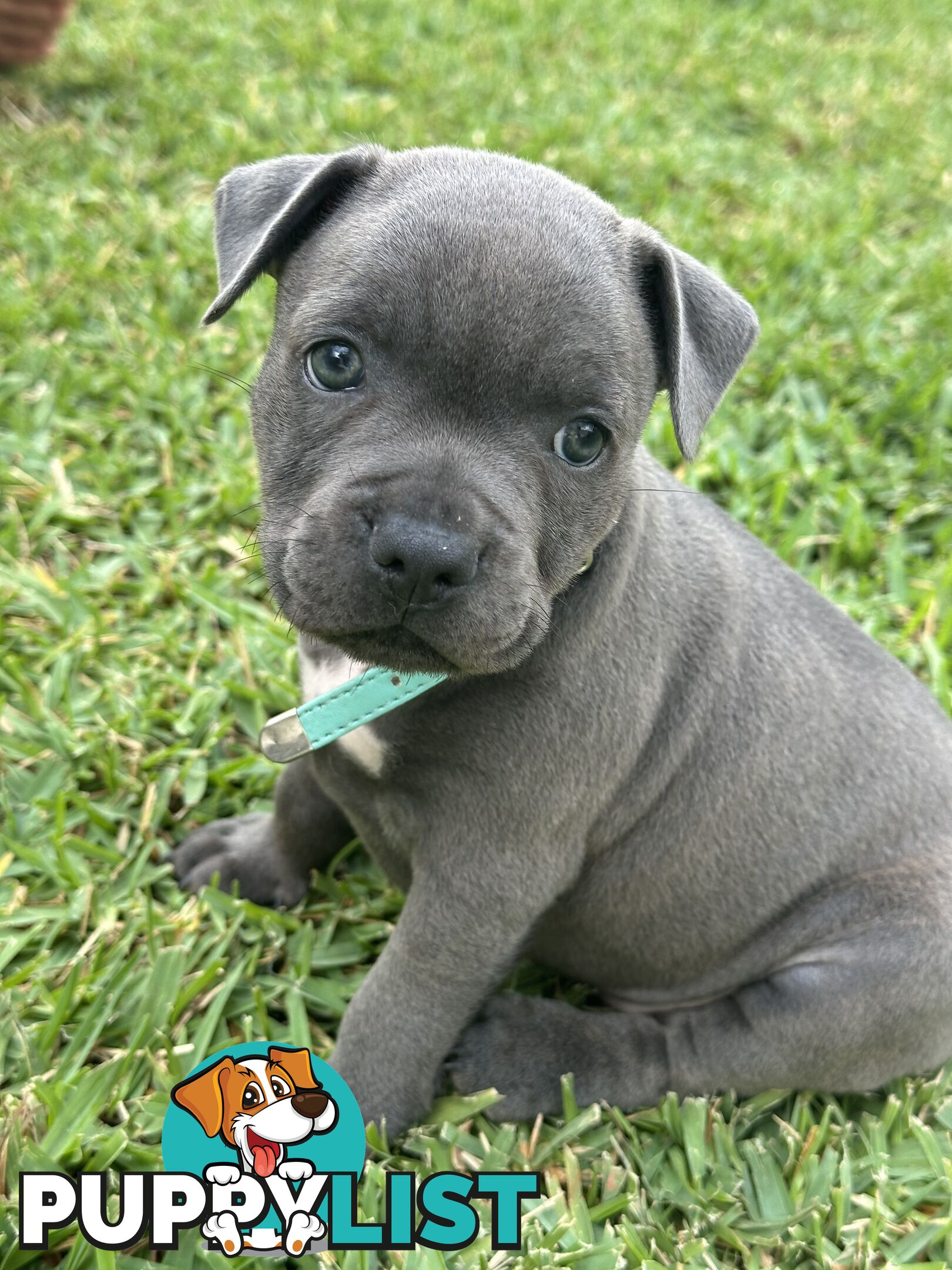 Blue English Staffordshire pups