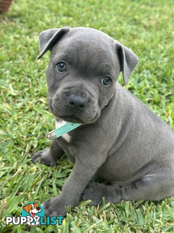 Blue English Staffordshire pups