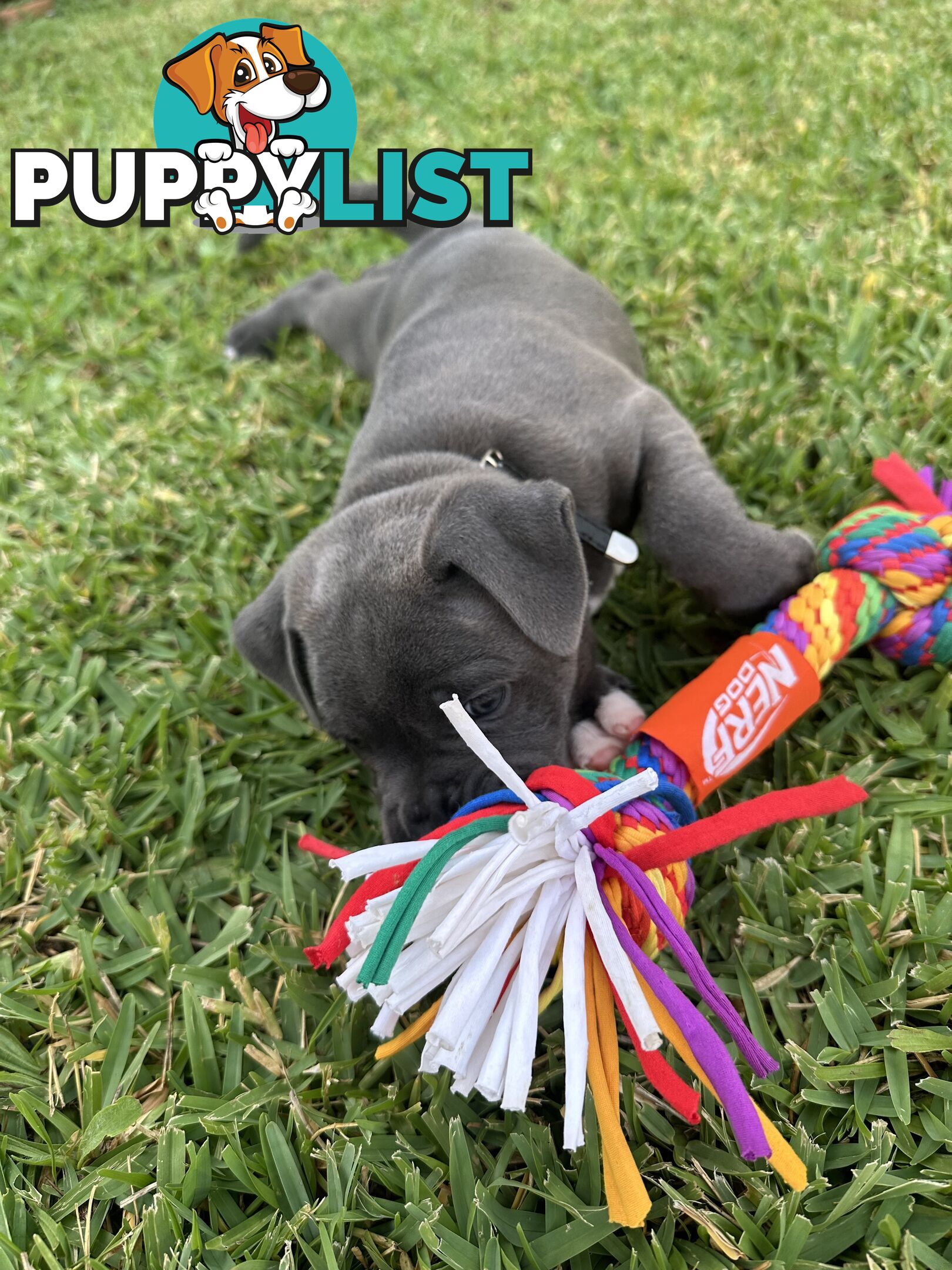 Blue English Staffordshire pups