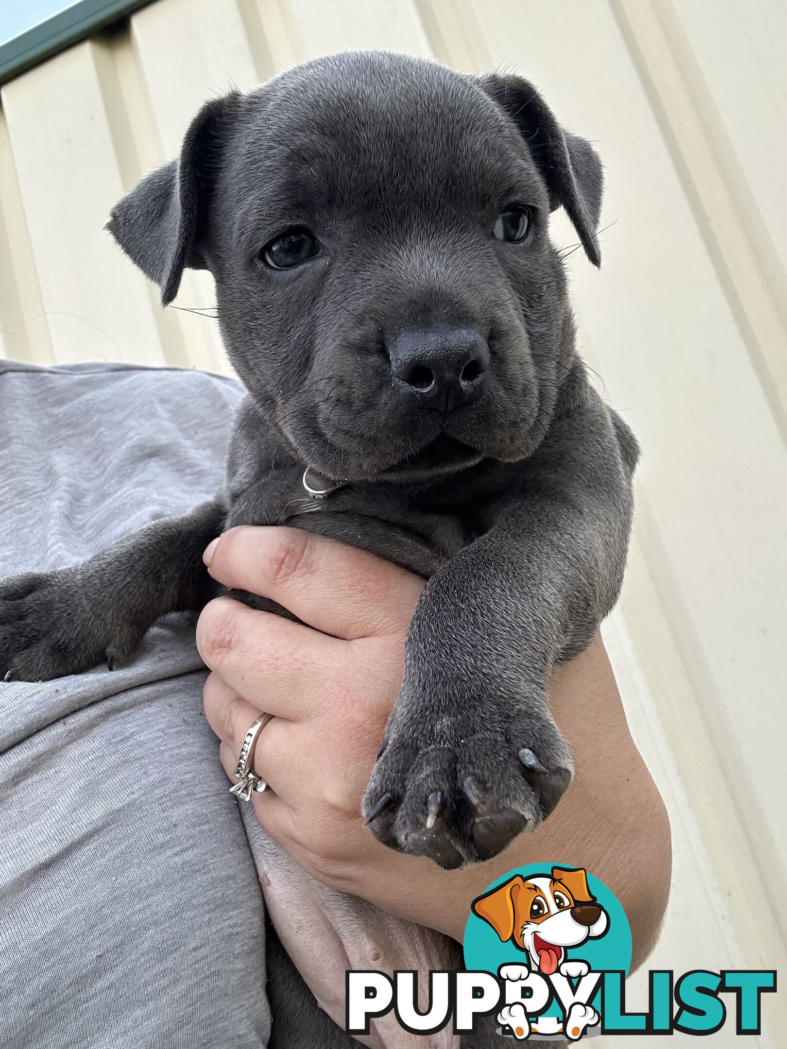 Blue English Staffordshire pups