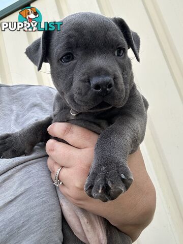 Blue English Staffordshire pups