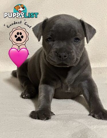 Blue English Staffordshire pups