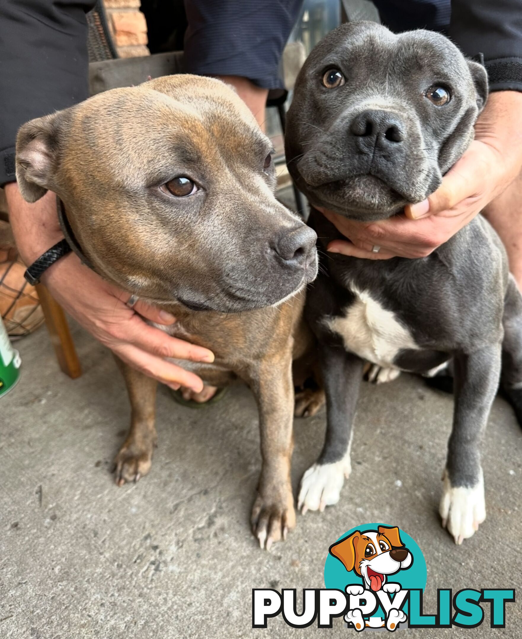 Blue English Staffordshire pups