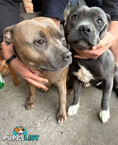 Blue English Staffordshire pups