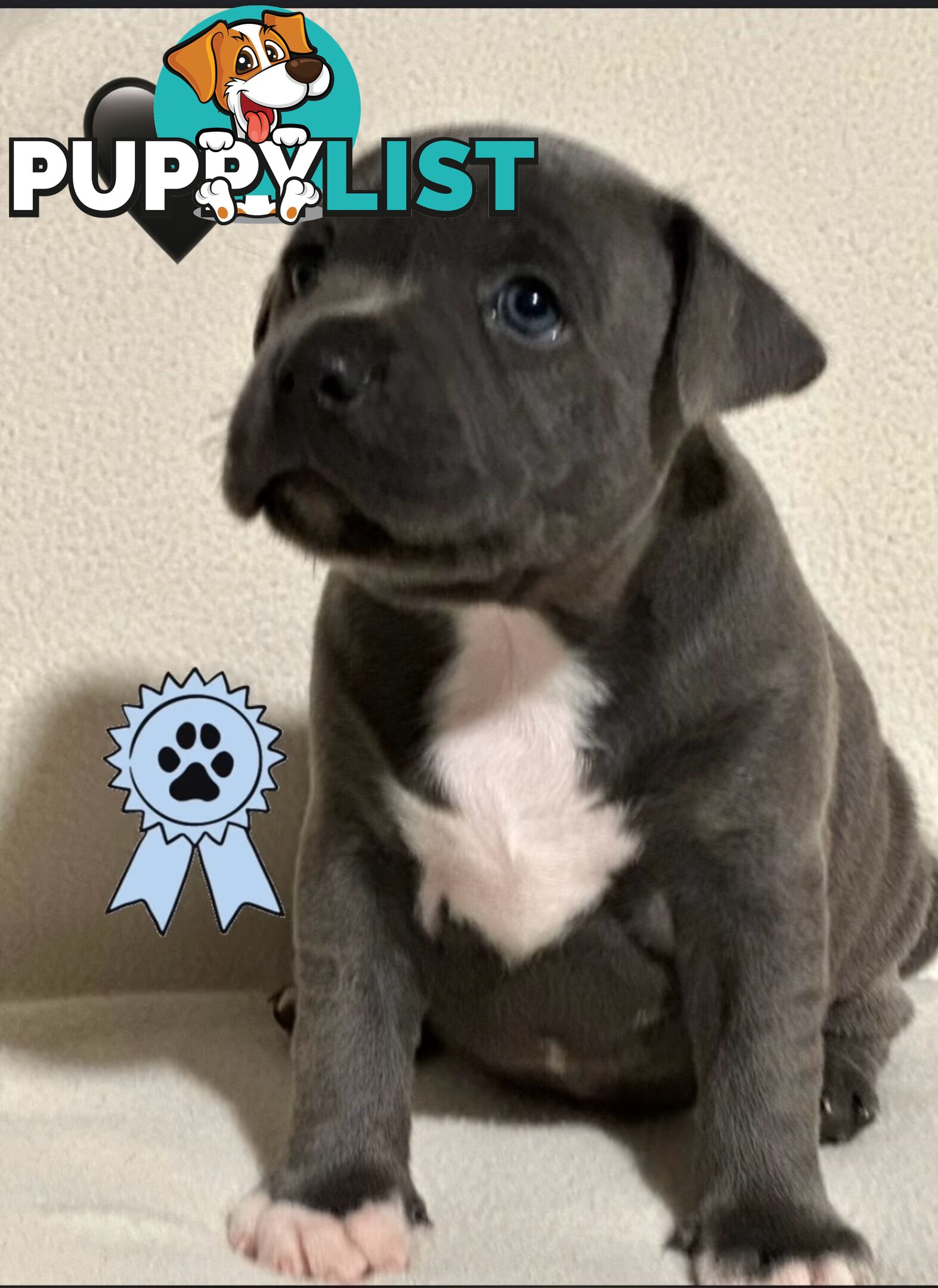 Blue English Staffordshire pups