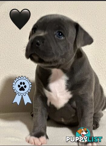 Blue English Staffordshire pups