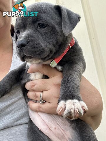 Blue English Staffordshire pups