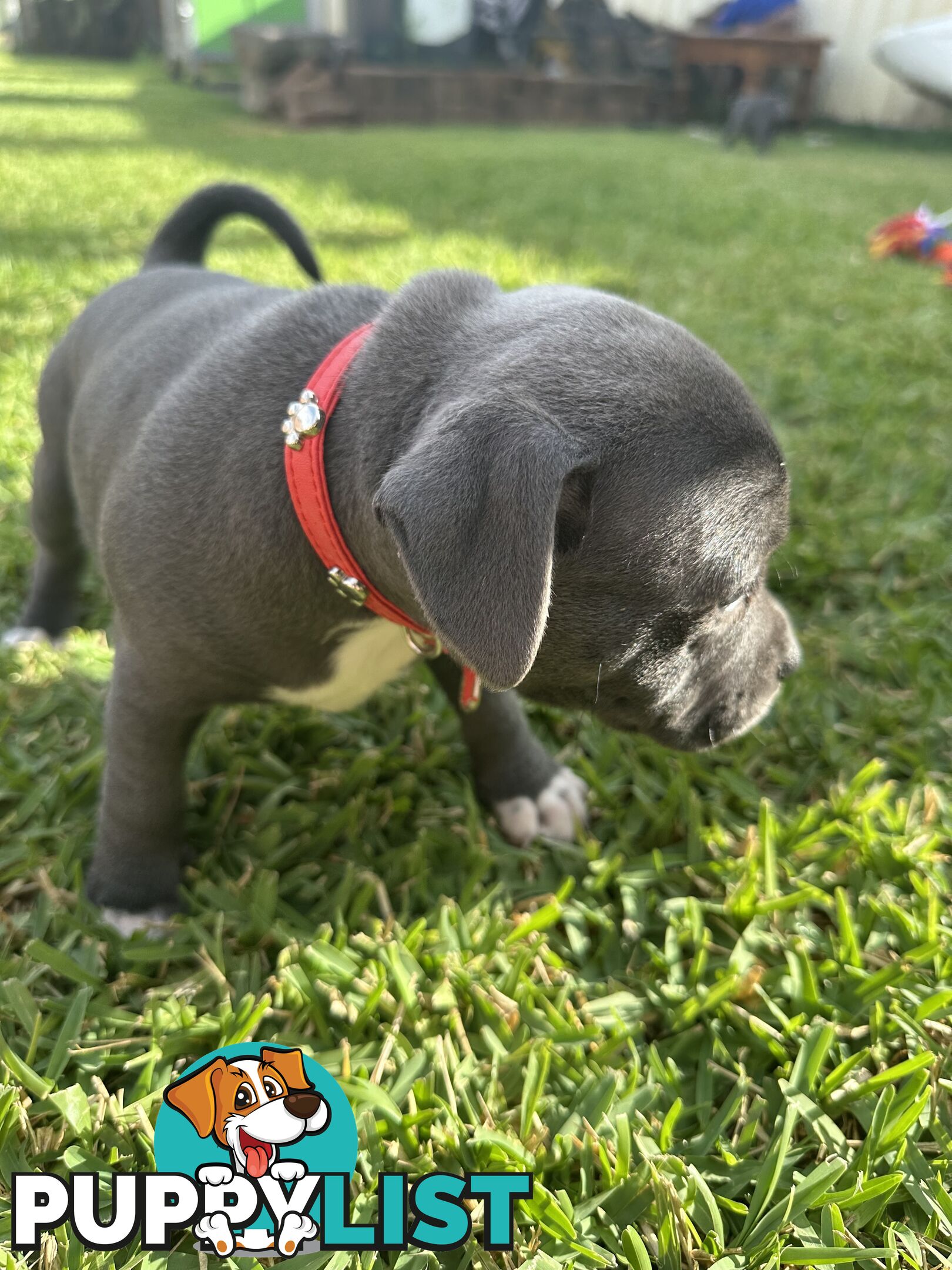 Blue English Staffordshire pups