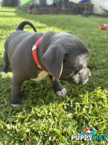 Blue English Staffordshire pups