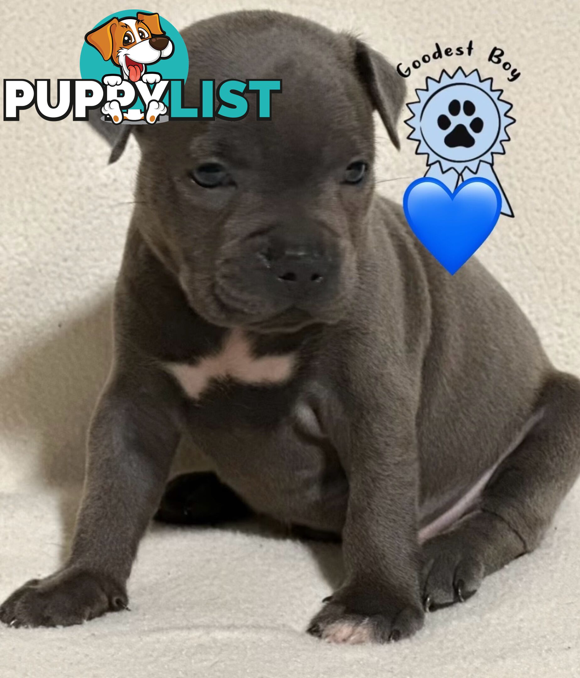 Blue English Staffordshire pups