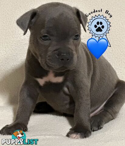 Blue English Staffordshire pups