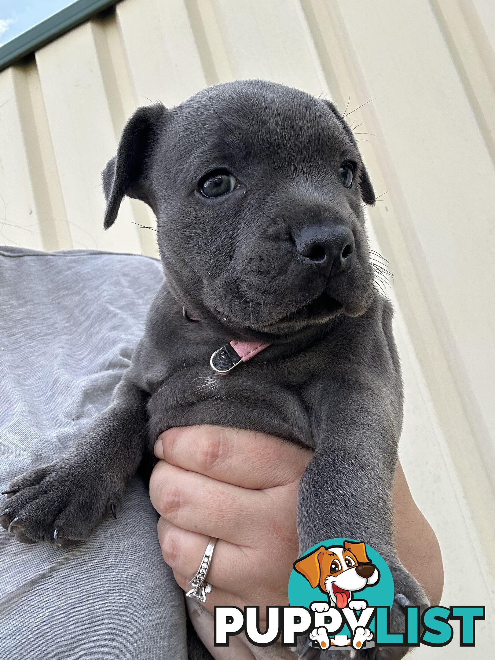 Blue English Staffordshire pups