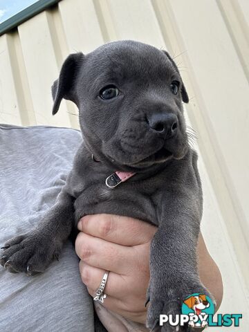 Blue English Staffordshire pups