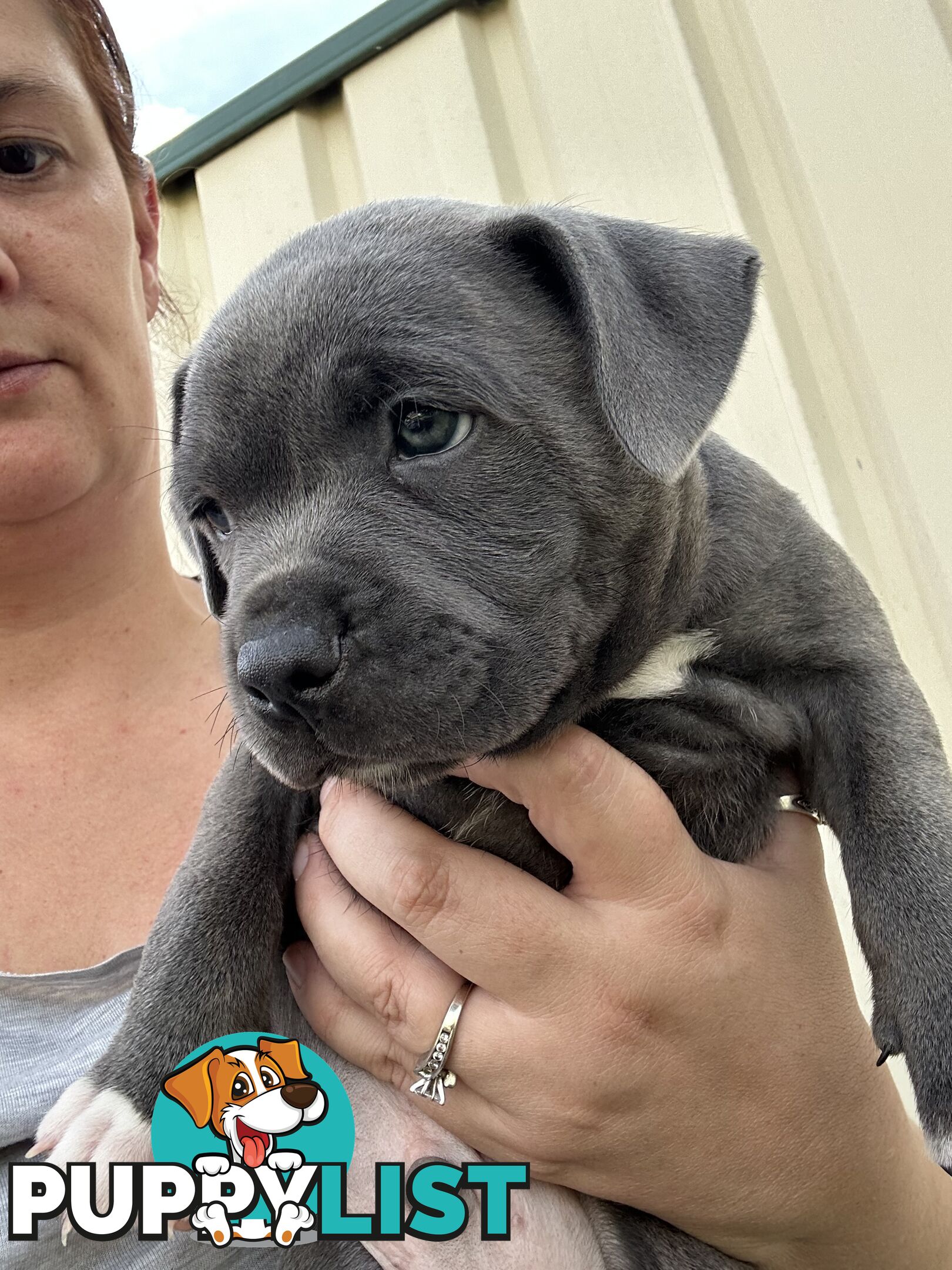 Blue English Staffordshire pups