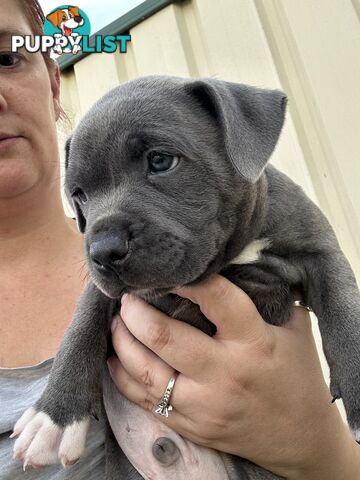 Blue English Staffordshire pups