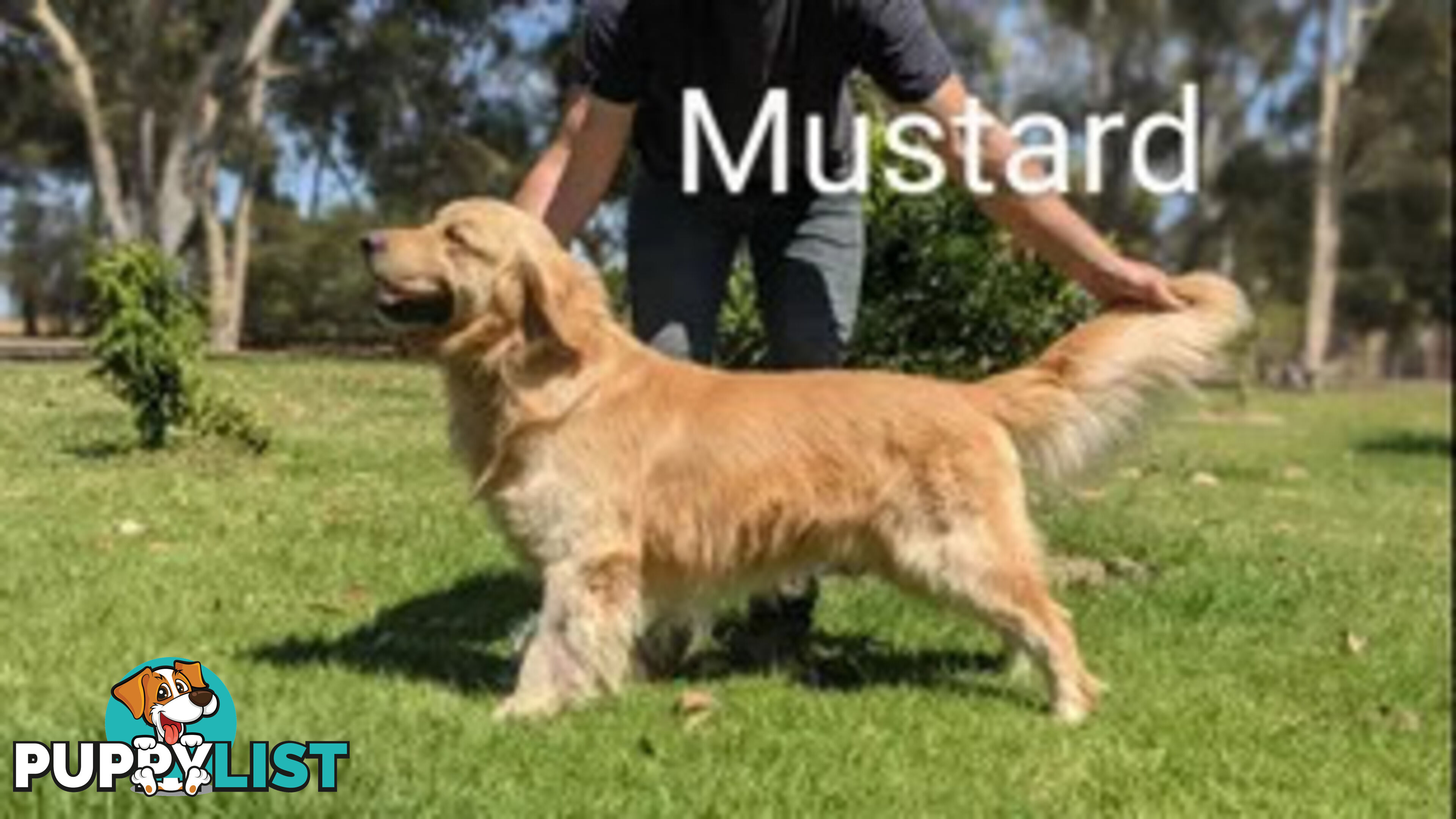 Golden Retriever