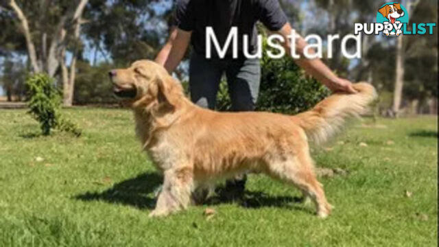 Golden Retriever