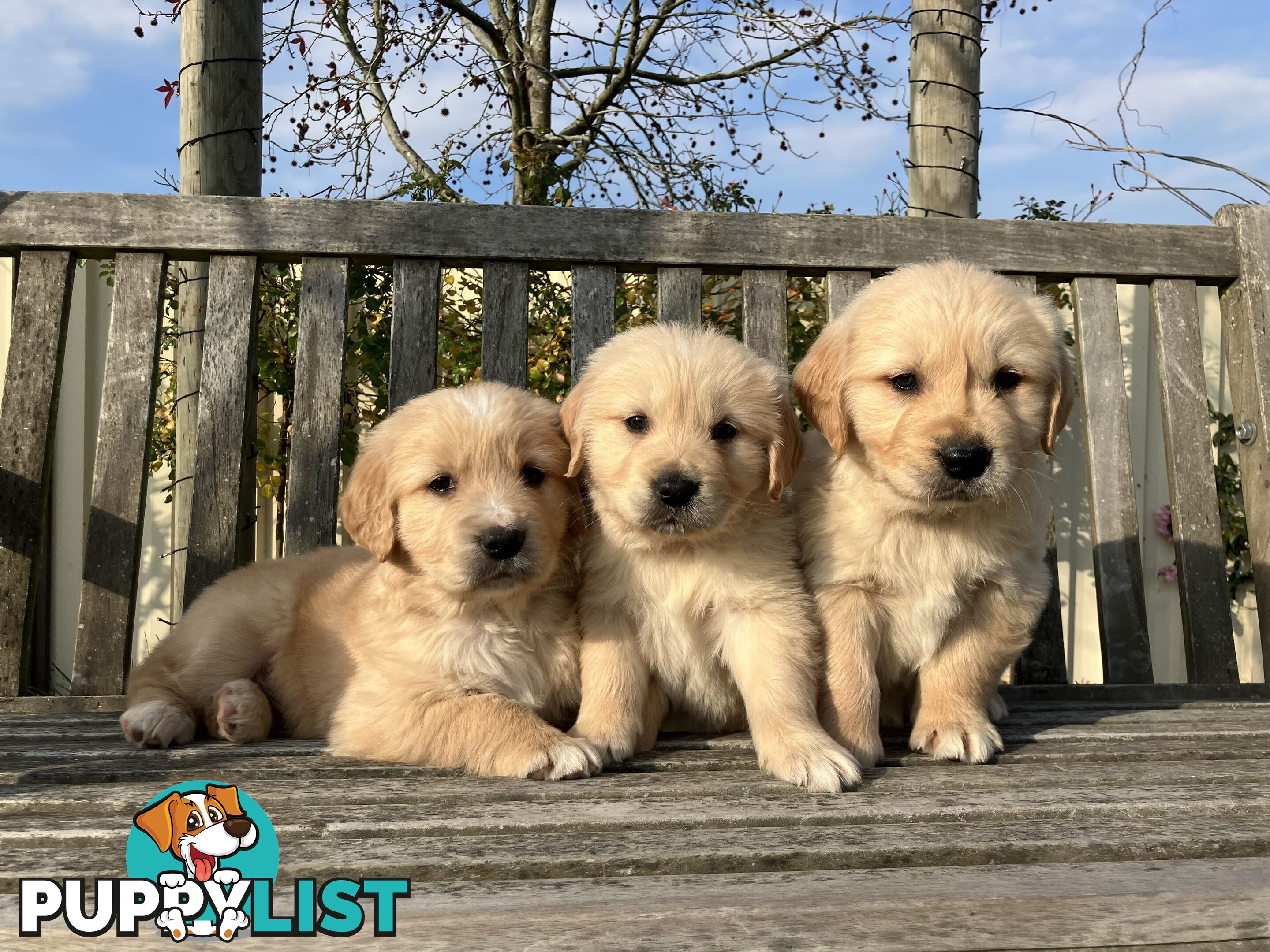 Golden Retriever