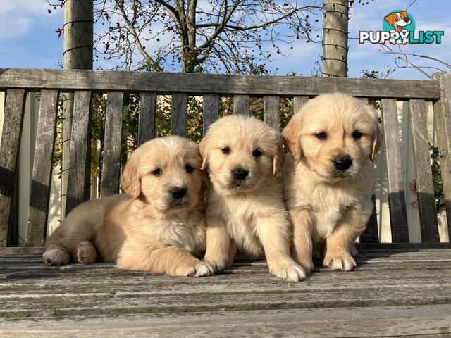 Golden Retriever