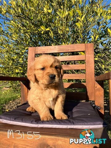 Golden Retriever