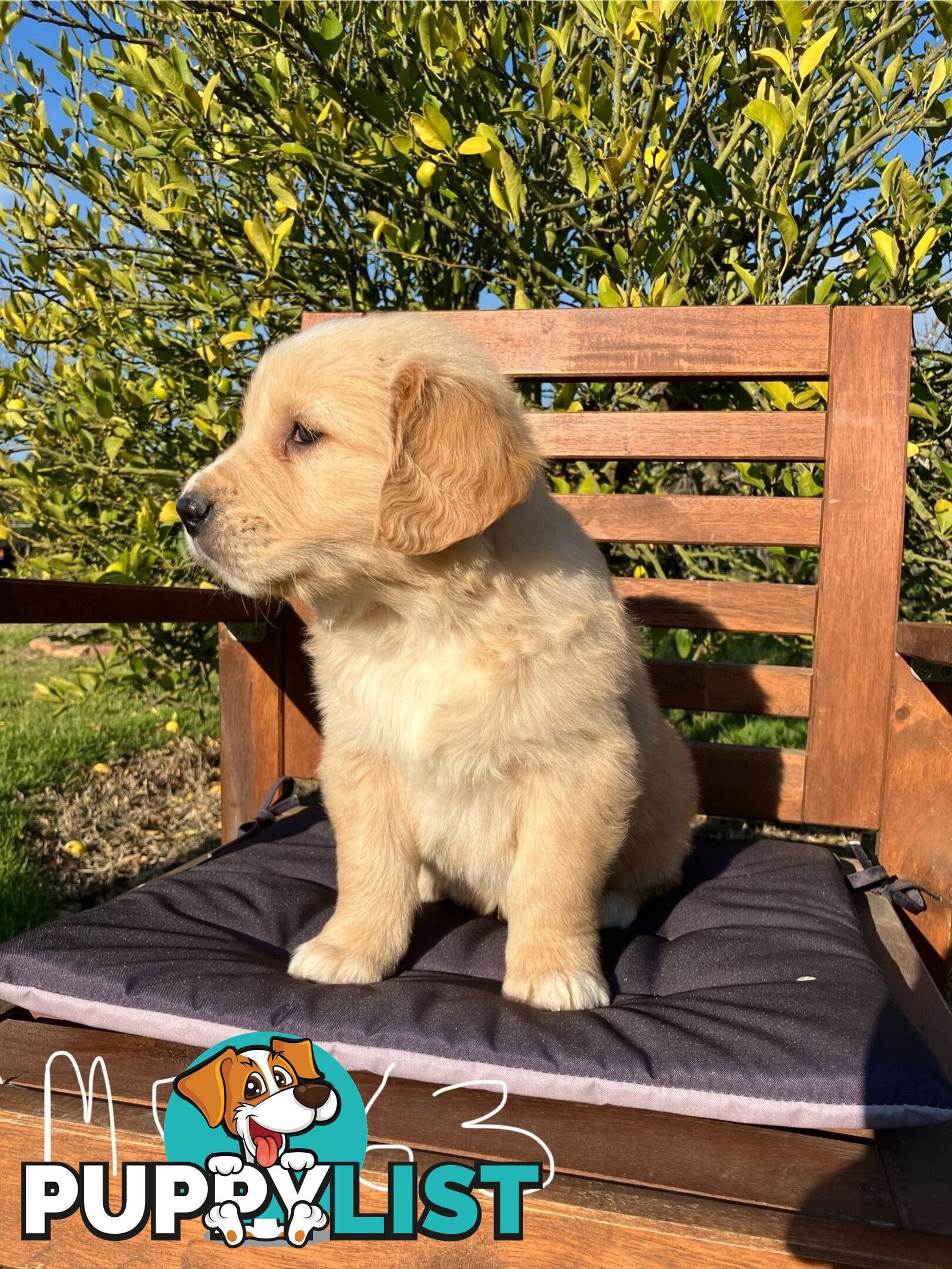 Golden Retriever
