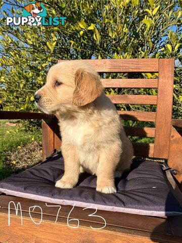 Golden Retriever