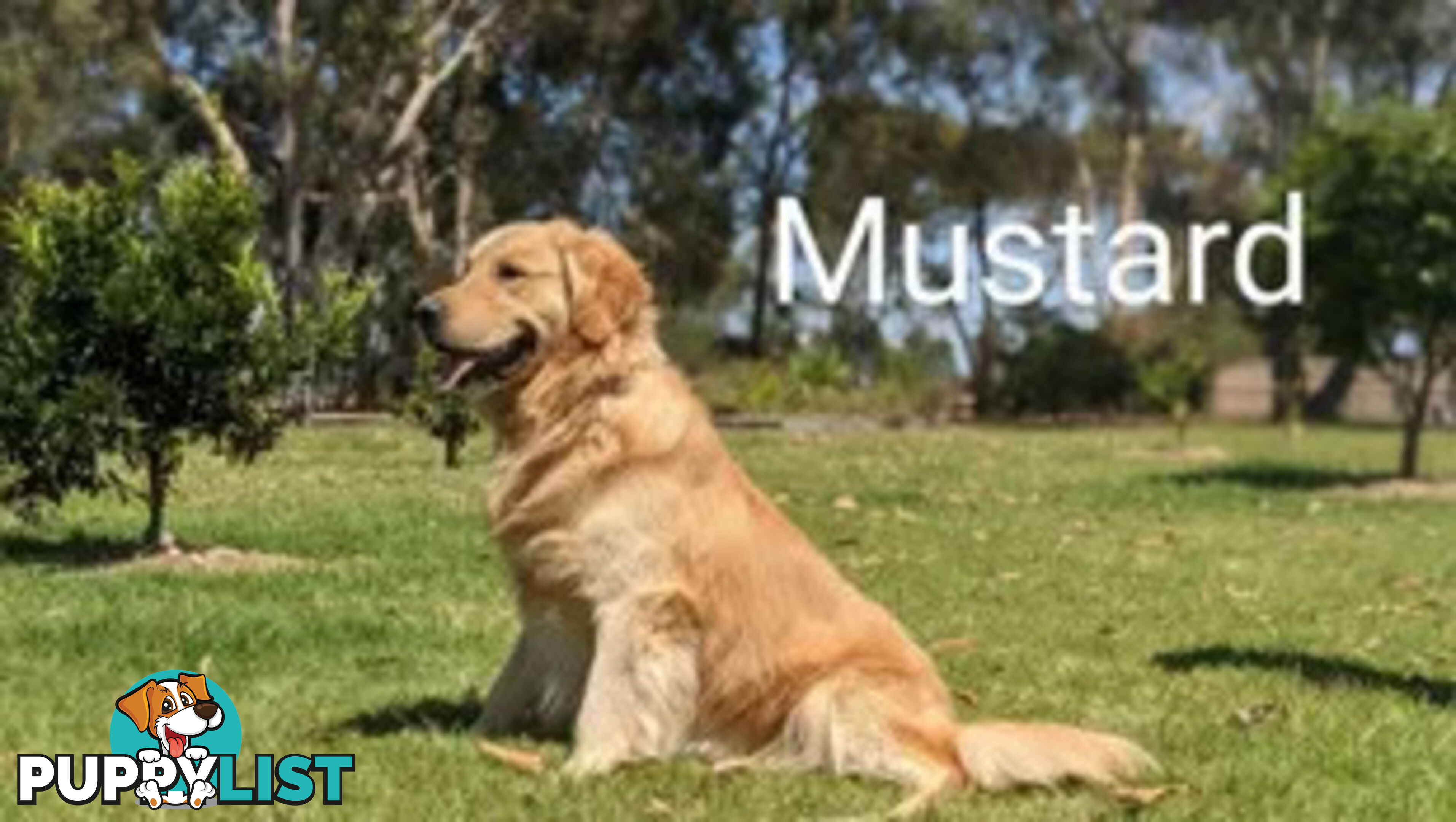 Golden Retriever