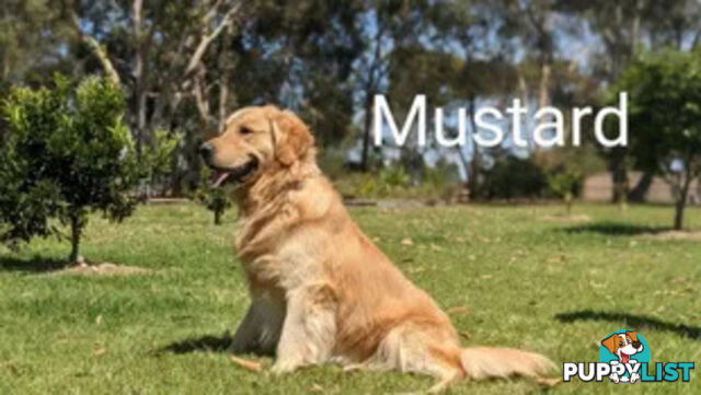 Golden Retriever