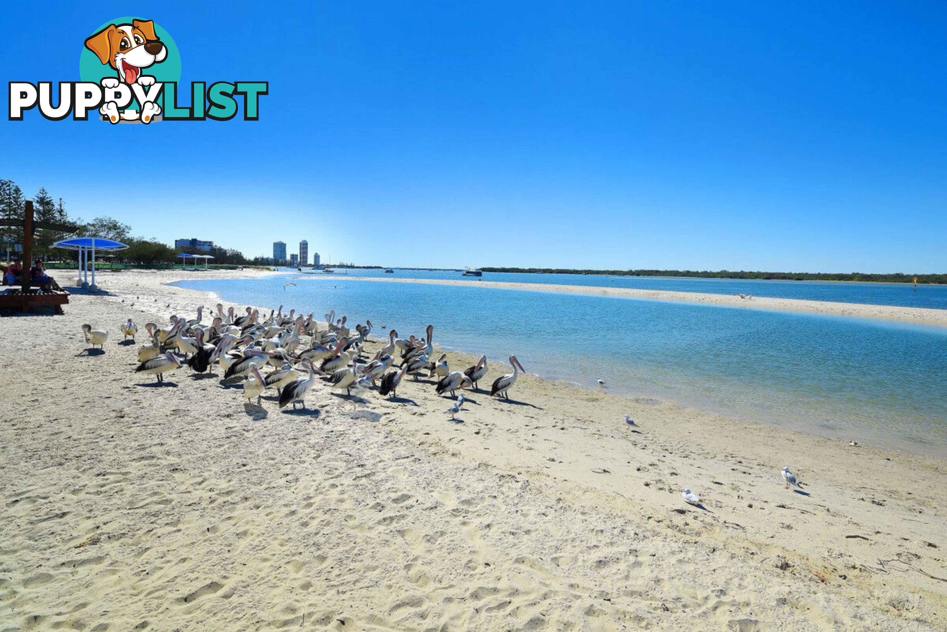 1301/372 Marine Parade LABRADOR QLD 4215