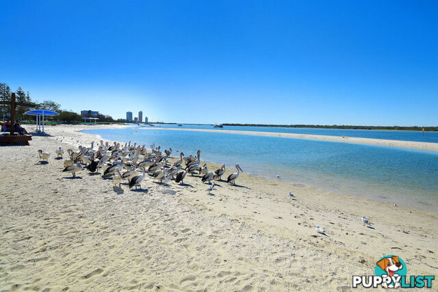 1301/372 Marine Parade LABRADOR QLD 4215