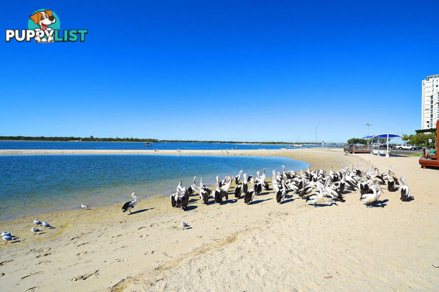 904/372 Marine Parade LABRADOR QLD 4215