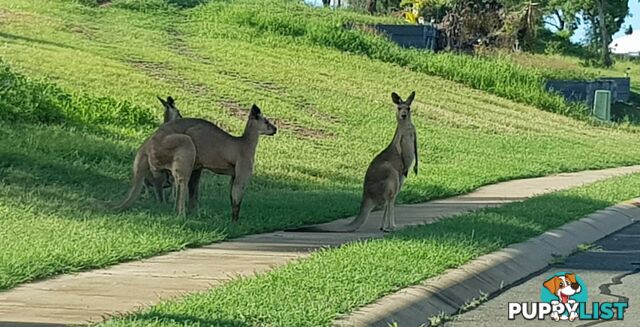 9 Links Road BOWEN QLD 4805