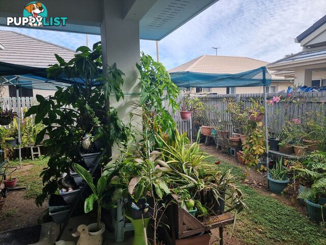 31 Seabreeze Cres BOWEN QLD 4805