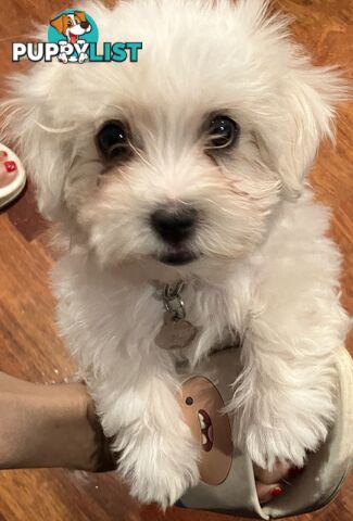 Maltese Terrier Pup