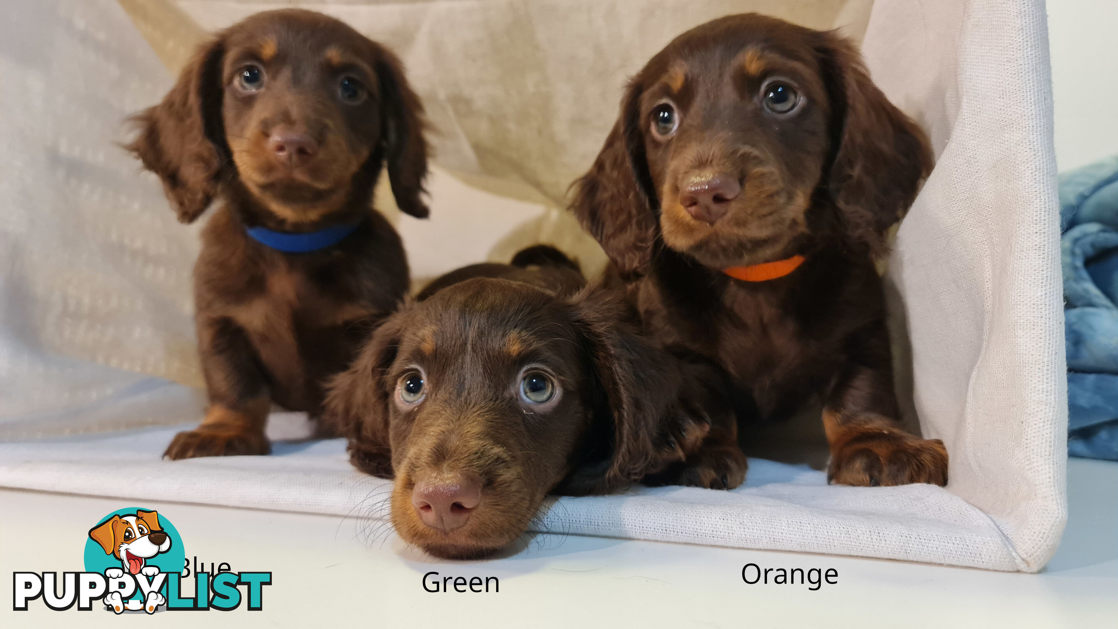 Gorgeous Miniature Dachshund Puppies For Sale