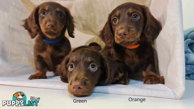 Gorgeous Miniature Dachshund Puppies For Sale