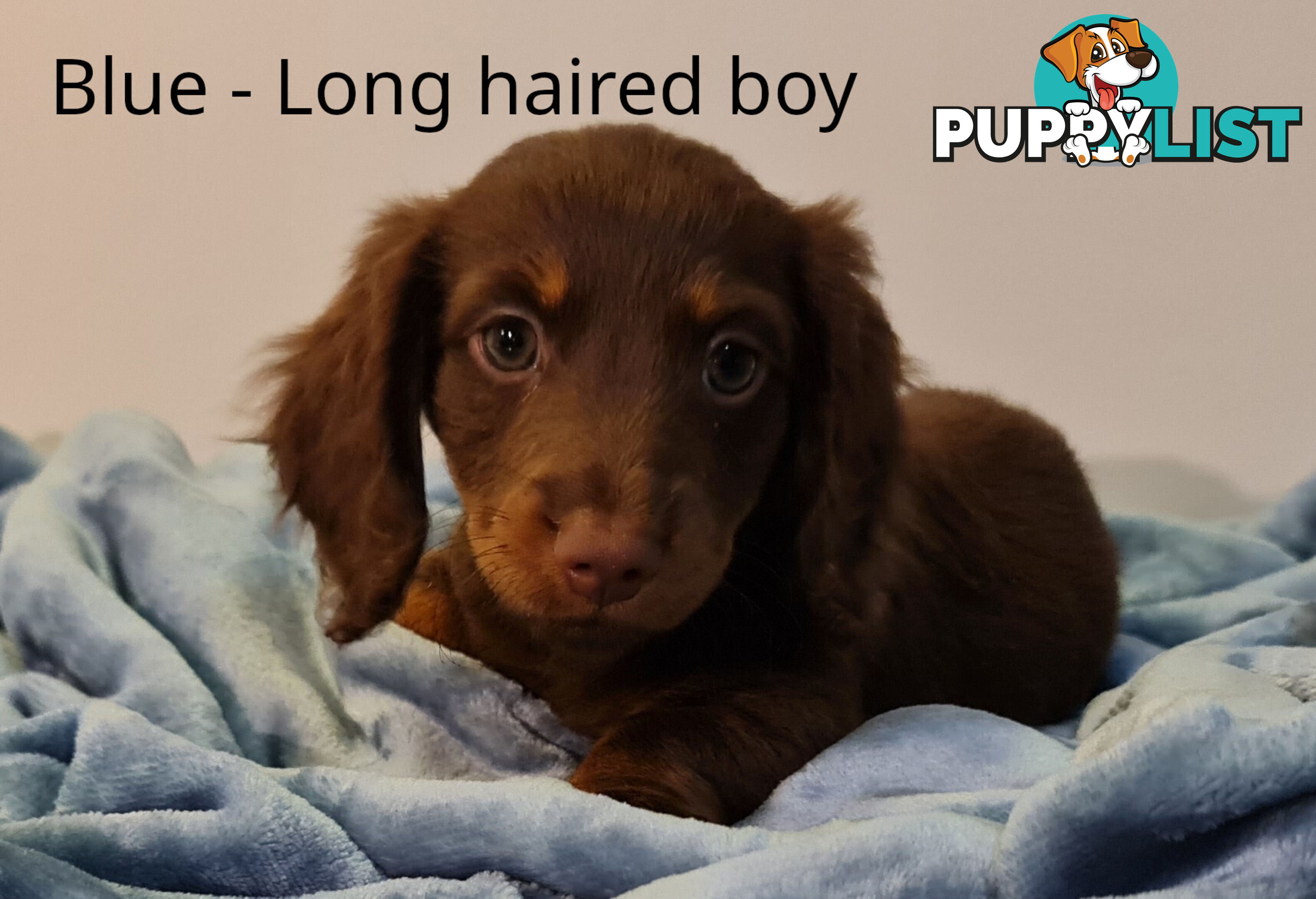 Gorgeous Miniature Dachshund Puppies For Sale