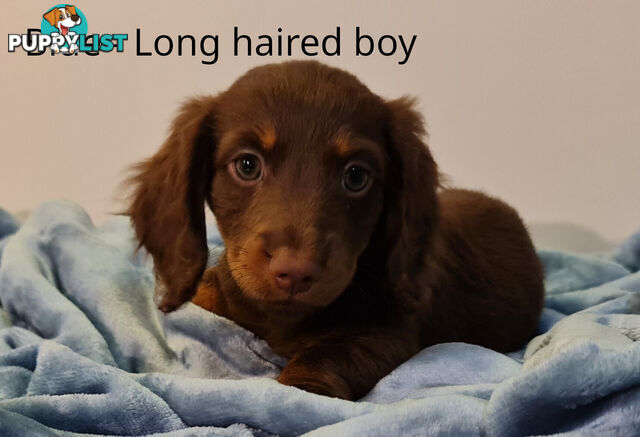 Gorgeous Miniature Dachshund Puppies For Sale