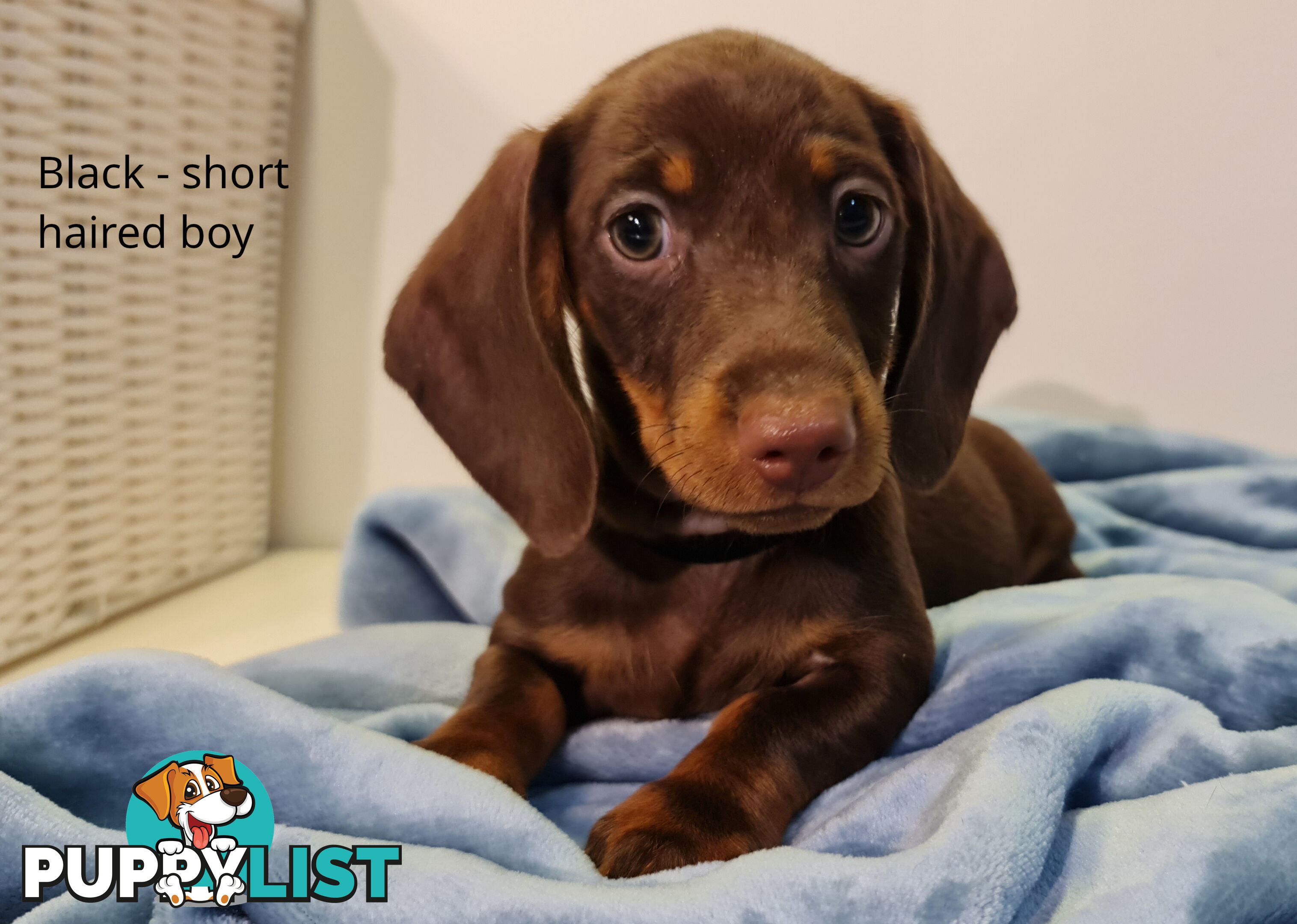 Gorgeous Miniature Dachshund Puppies For Sale