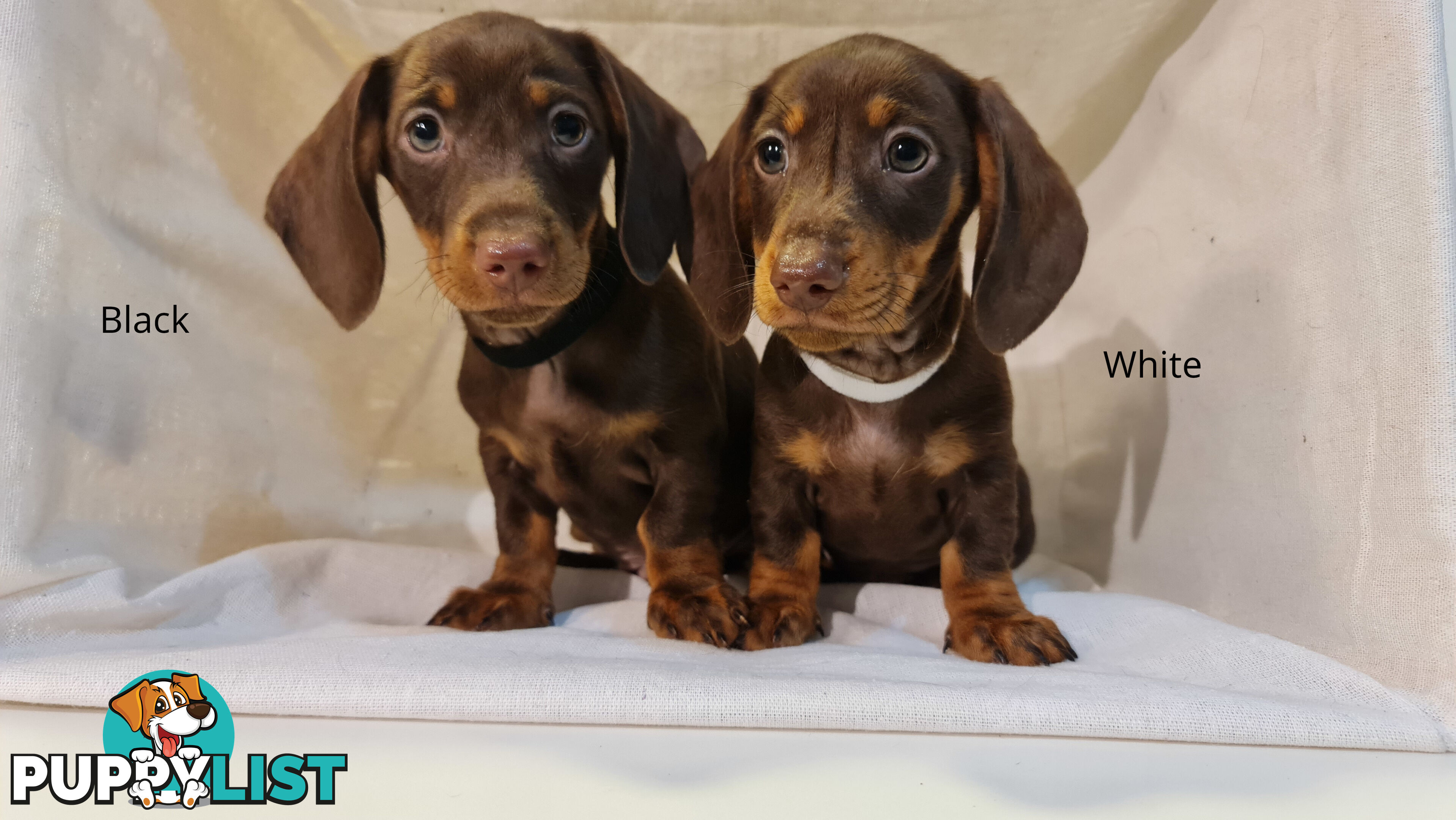 Gorgeous Miniature Dachshund Puppies For Sale