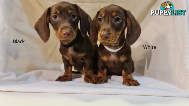 Gorgeous Miniature Dachshund Puppies For Sale