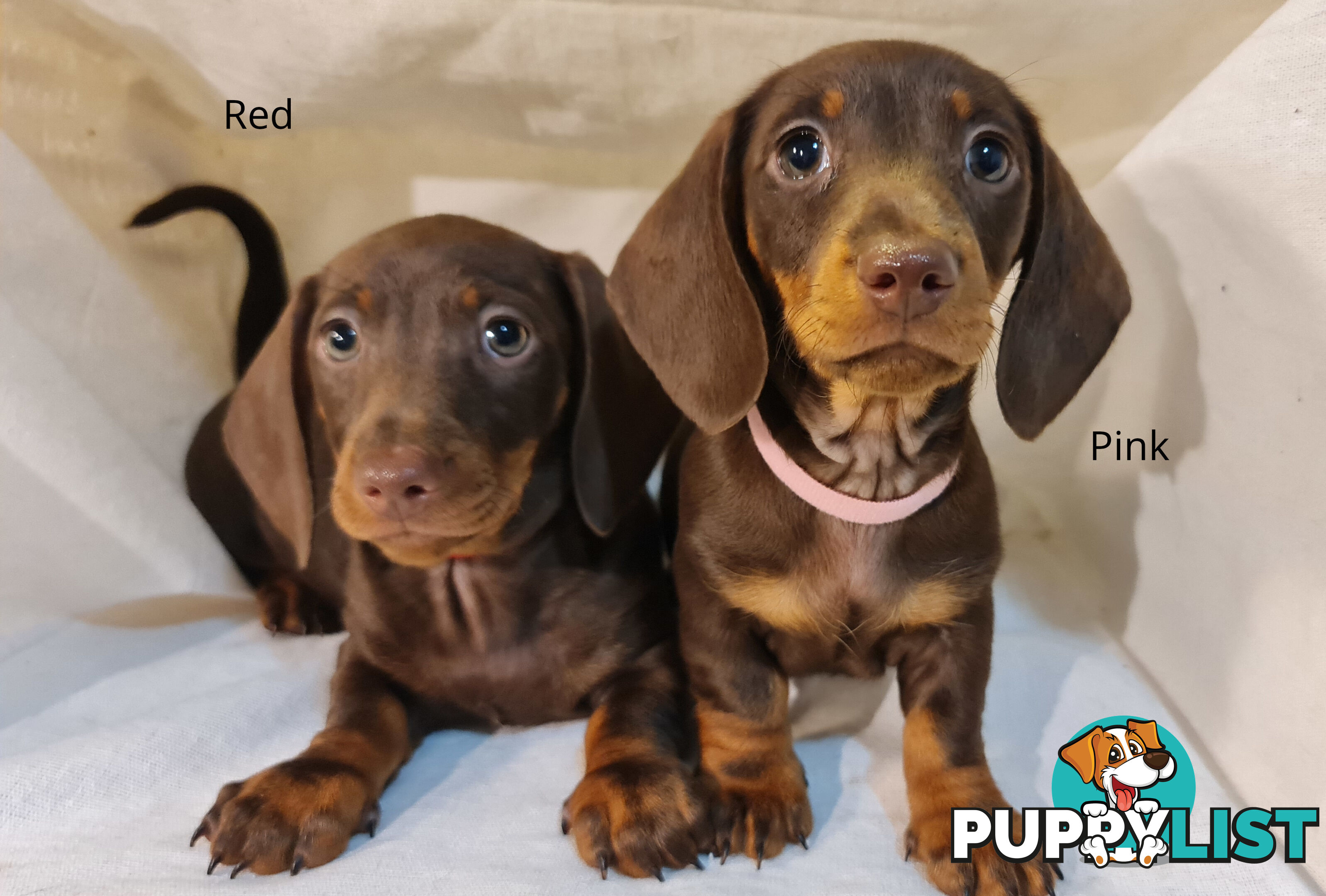 Gorgeous Miniature Dachshund Puppies For Sale