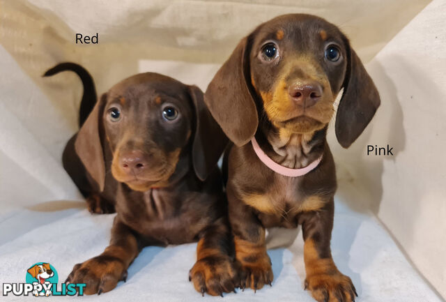 Gorgeous Miniature Dachshund Puppies For Sale