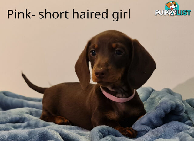 Gorgeous Miniature Dachshund Puppies For Sale