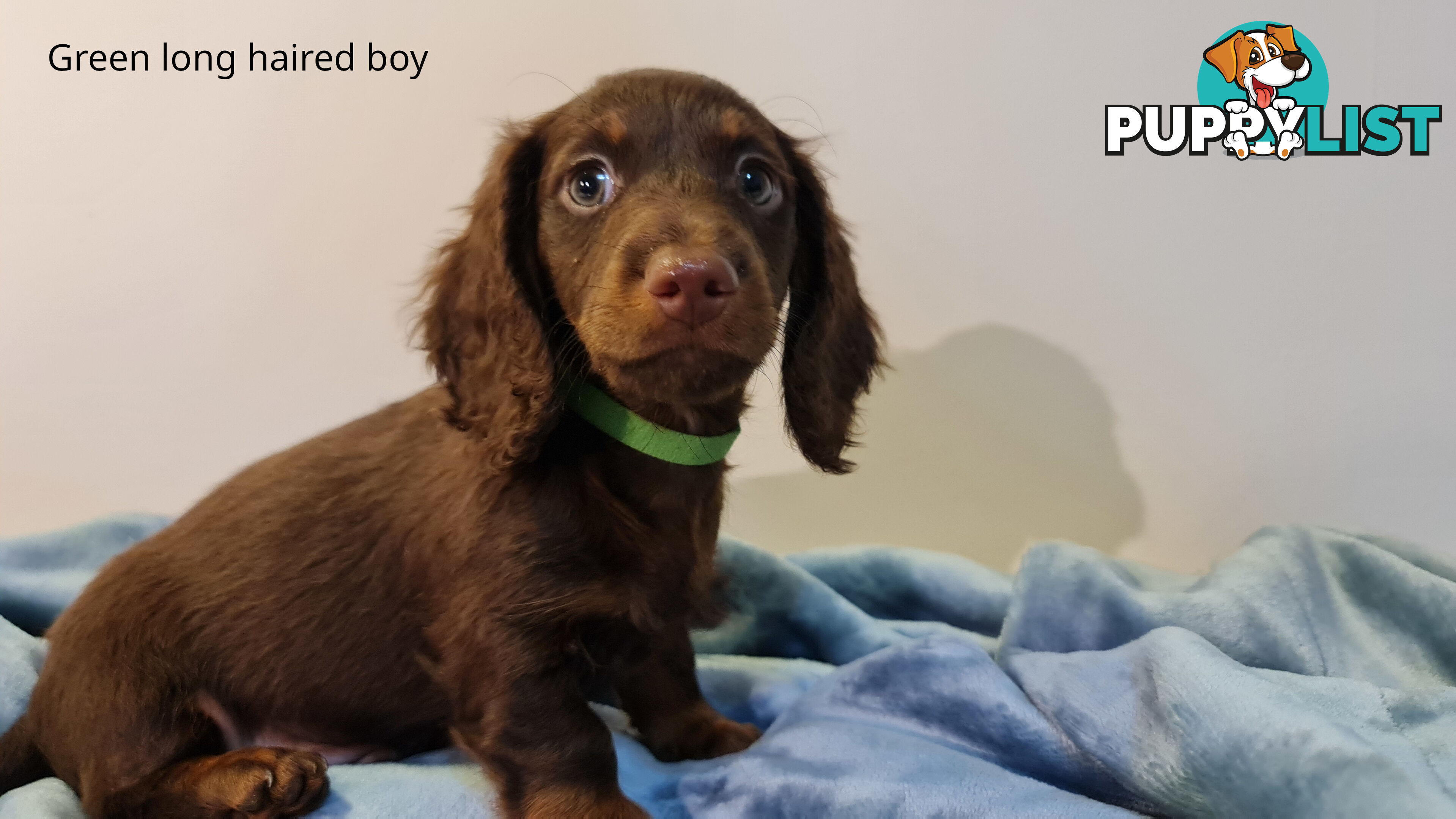 Gorgeous Miniature Dachshund Puppies For Sale