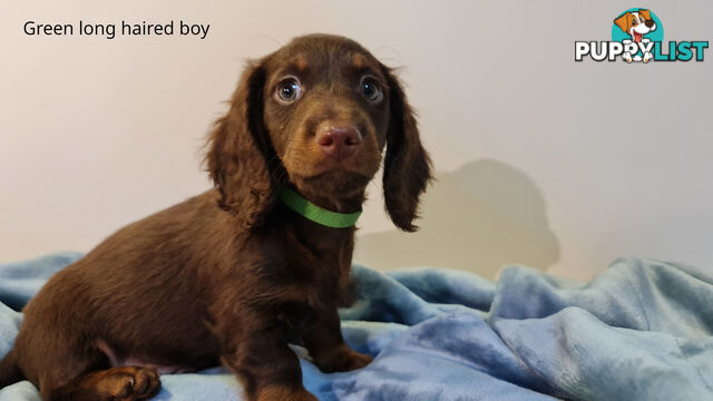 Gorgeous Miniature Dachshund Puppies For Sale