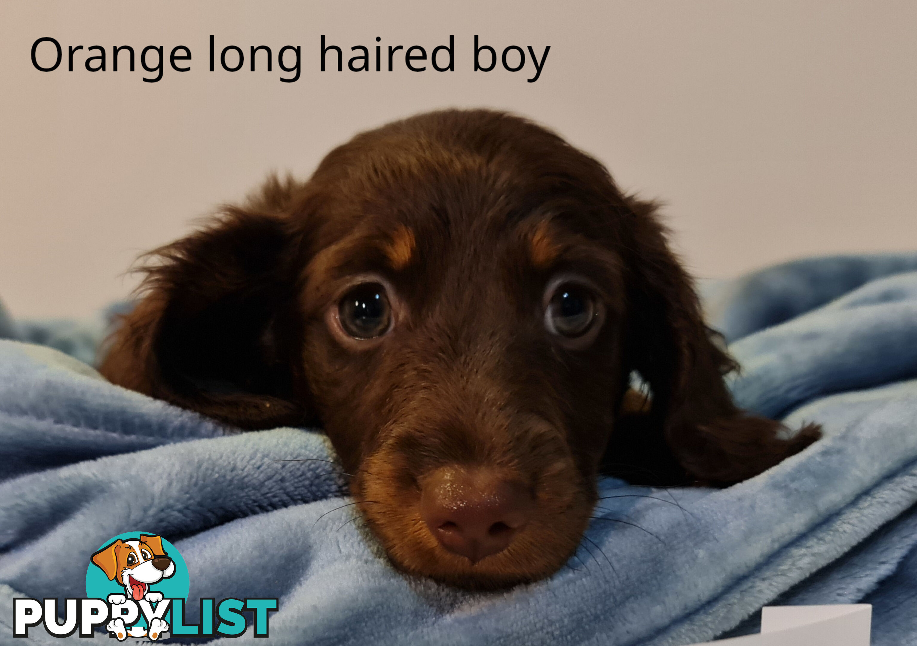 Gorgeous Miniature Dachshund Puppies For Sale