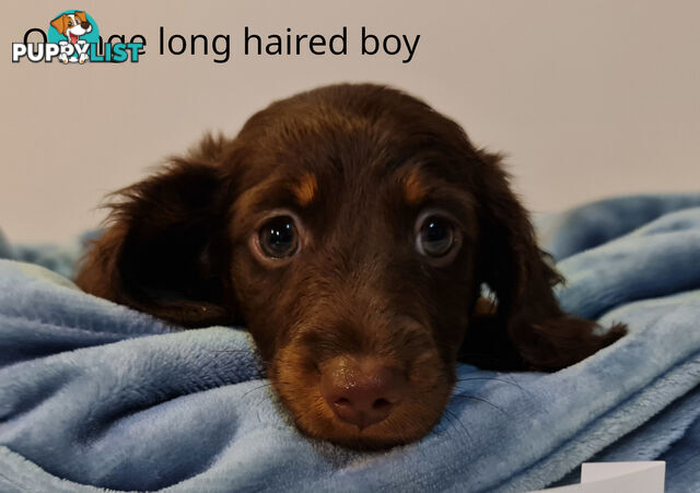 Gorgeous Miniature Dachshund Puppies For Sale