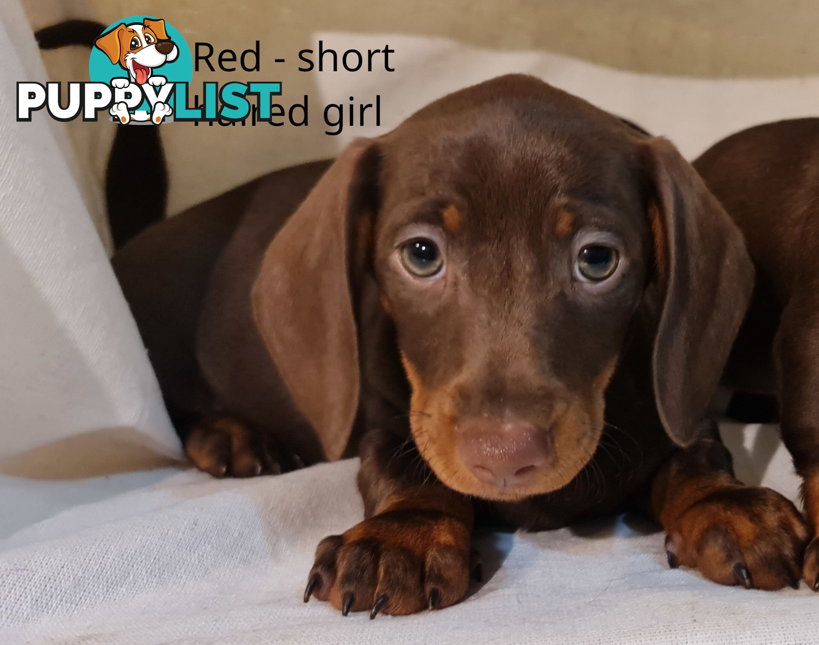 Gorgeous Miniature Dachshund Puppies For Sale