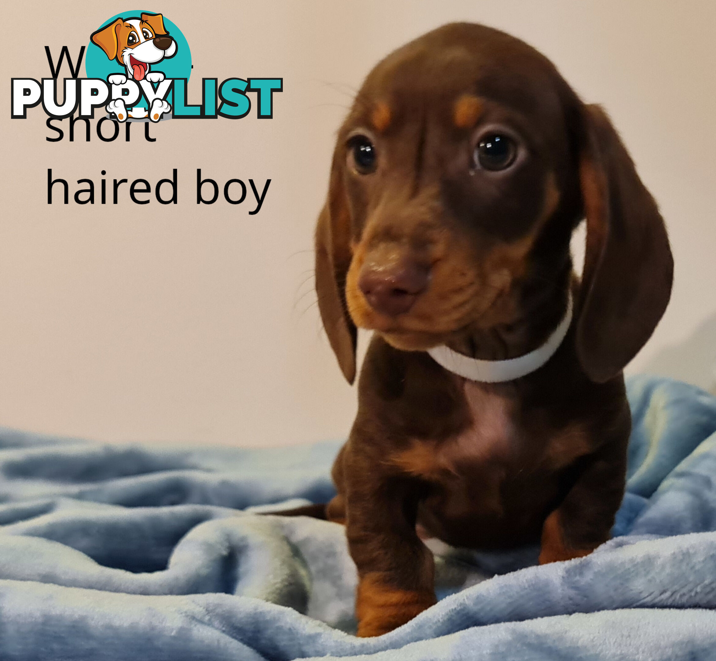 Gorgeous Miniature Dachshund Puppies For Sale